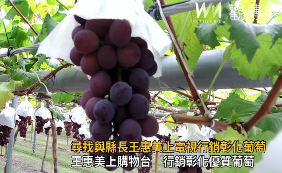 影/尋找與縣長王惠美上電視行銷彰化葡萄高手 0409同框