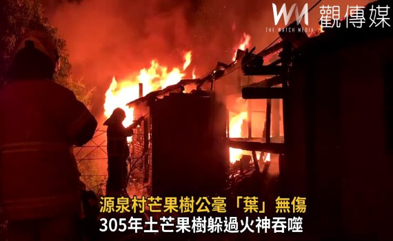 影/真神奇!祝融吞噬民宅 源泉村芒果樹公毫「葉」無傷