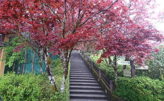 春天賞楓紅! 太平山另類美景