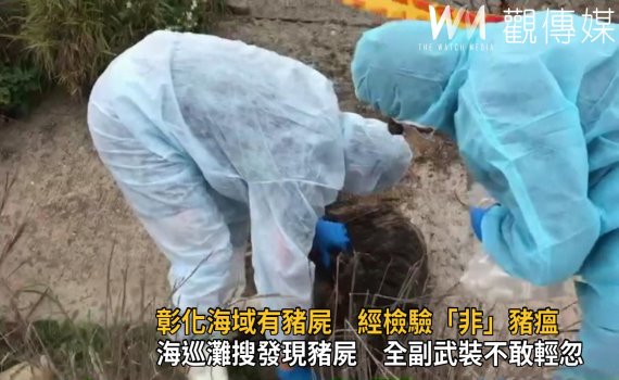 影/彰化海域有豬屍 經檢驗「非」豬瘟呈陰性