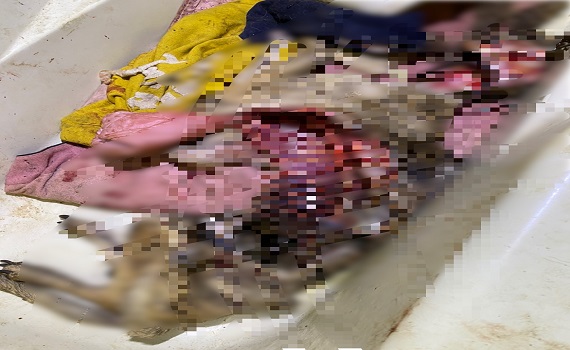 竹市發生狗吃狗事件 死犬遭其他7隻啃食