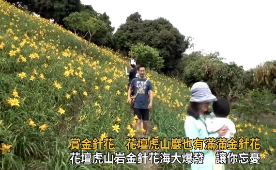 影/花壇虎山岩金針花海大爆發 讓你忘憂「粉」療癒