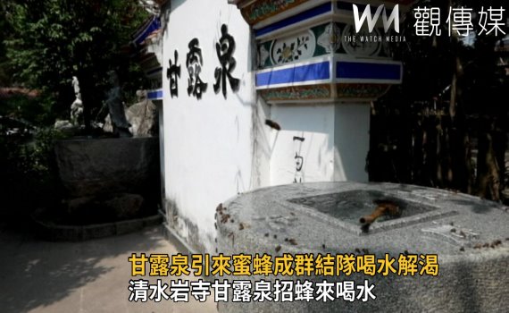 影/神奇湧泉不間斷 清水岩寺甘露泉招蜂來喝水