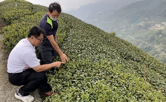 嘉義縣高山茶高溫乾旱災損　29日前受理現金救助申請 