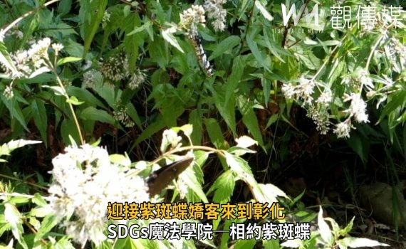 影/迎接紫斑蝶嬌客來到彰化 SDGs魔法學院邀欣賞壯闊飛舞景象