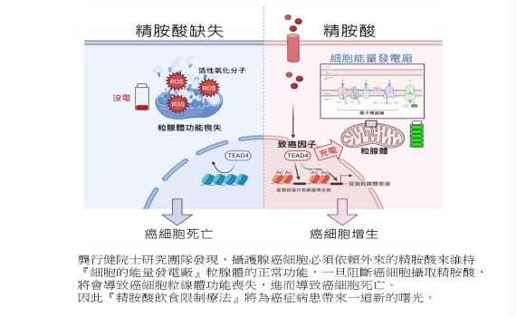 癌症代謝治療新曙光　北醫團隊研究登國際知名期刊 