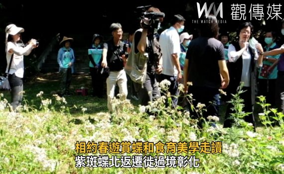 影/紫斑蝶北返遷徙過境彰化 相約春遊賞蝶和食育美學走讀