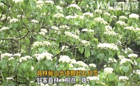 影／好客員林‧桐遊「趣」　員林藤山步道飄起五月雪 