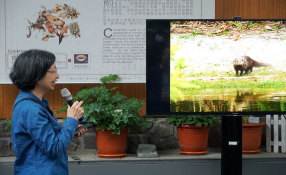 嬌客現蹤 食蟹獴作客科博館三週後野放