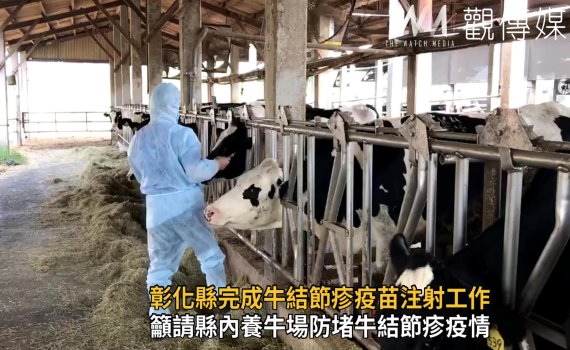 影/防疫零死角 彰化縣完成牛結節疹疫苗注射工作