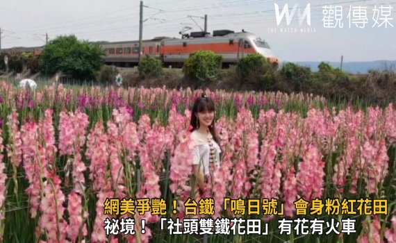 影/網美爭艷!台鐵「鳴日號」會身粉紅花田 超有看頭