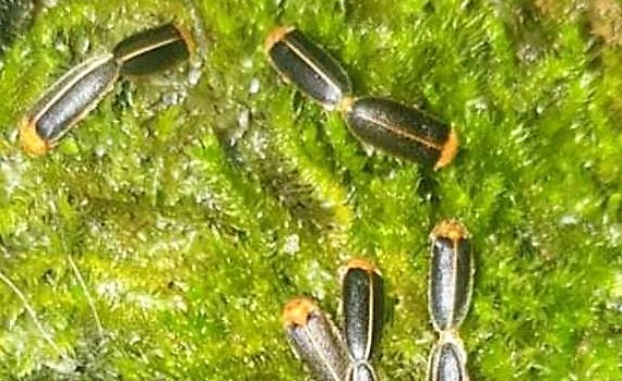 獨/生態專家免費辦「市區賞螢」600多位民眾《樂翻》參觀 親子團讚:不用舟車勞頓就能「直擊」