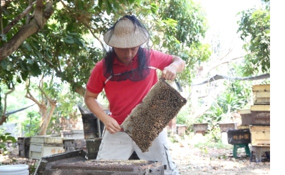 「蜂和小鎮」養蜂人家  蜂兒逐花尋蜜自然甘甜 