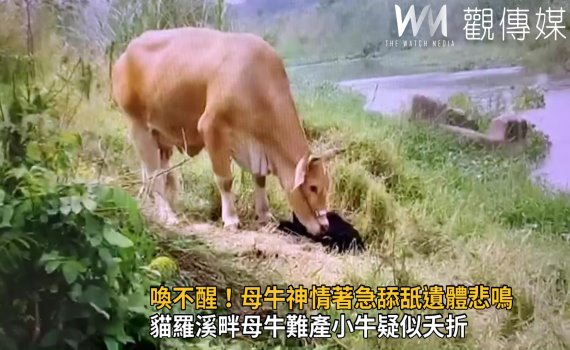 影/悲傷母親節!母牛難產小牛疑似夭折 舔舐遺體6小時