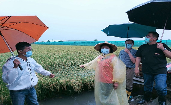 雲林連日豪大雨造成農損 張麗善冒雨勘查西螺災情