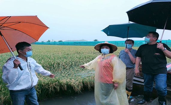 雲林連日豪大雨造成農損　張麗善冒雨勘查西螺災情 