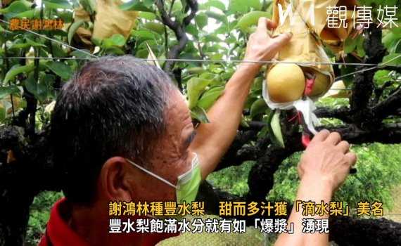 影／謝鴻林種植豐水梨　甜而多汁獲得「滴水梨」美名 