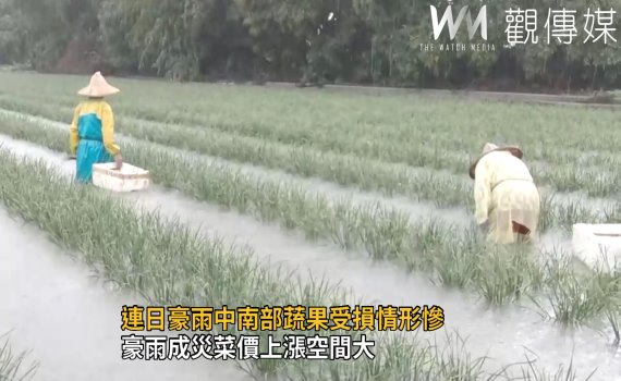 影／連日豪雨中南部蔬果受損嚴重　菜價上漲空間大 