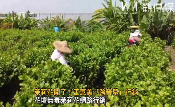 影/茉莉夏舞茶‧窨香好時節 花壇無毒茉莉花網路行銷
