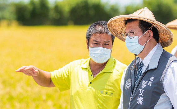 度過節水調度克服艱困水情 桃三灌區一期稻作7月中收成