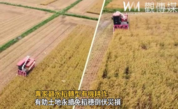 影/專家籲水稻轉型有機耕作 有助土地永續免稻穗倒伏災損