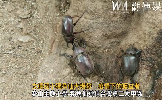 影/疫情下的受益者 八卦山文德國小獨角仙大爆發