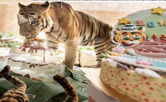 新竹動物園兩隻老虎線上慶生     肉塊冰蛋糕大快朵頤 