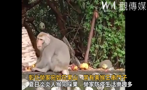 影/彰化榮家宛如花果山 常有美猴王串門子