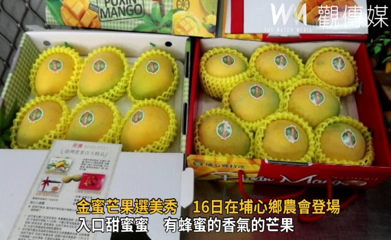 影/金蜜芒果選美秀 16日埔心鄉農會登場
