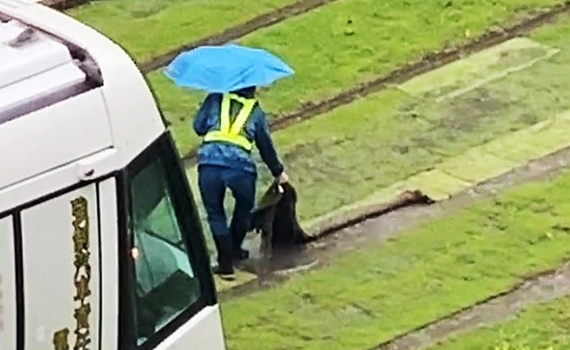 獨家直擊／草皮外翻高雄輕軌列車雙向突「停駛」12分鐘　2駕駛冒雨排除乘客下車返程 