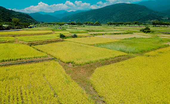影/堅持有機耕作 樂水部落稻米產銷班推出人間樂水日曬米 
