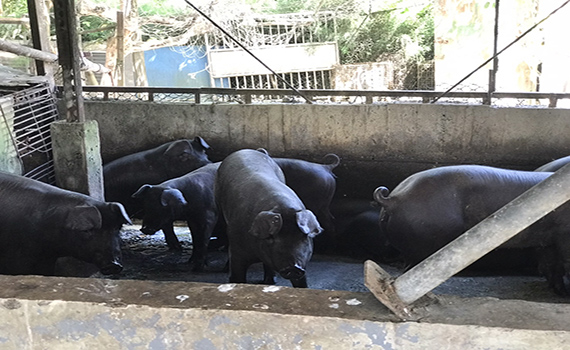 禁廚餘首日  宜縣查獲1養豬場違規 