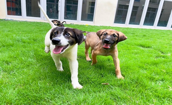 鼓勵認養浪犬 竹市推首年免費寵物保險 看診住院手術享補貼