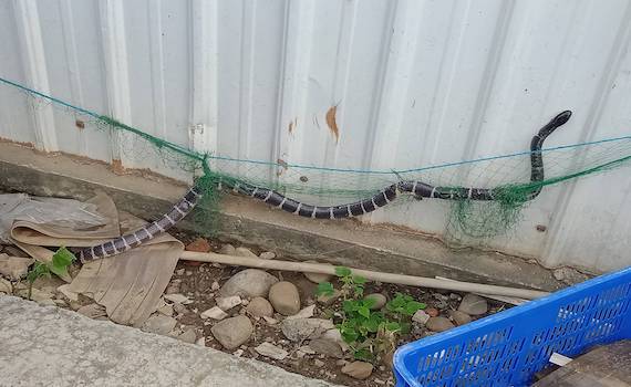 嘉義縣捕蜂、抓蛇及野生動物救援 請撥打119求助