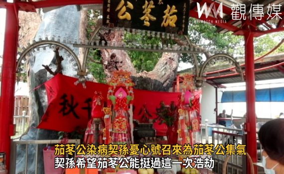 影/埔心茄苳公染病 契孫換絭憂心號召集氣