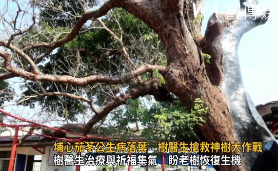 影/埔心茄苳公生病落葉 王惠美邀樹醫生搶救