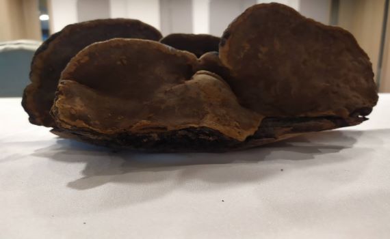 發展潛力強功效範圍廣 桑黃之父吳聲華舉辦產品發表會
