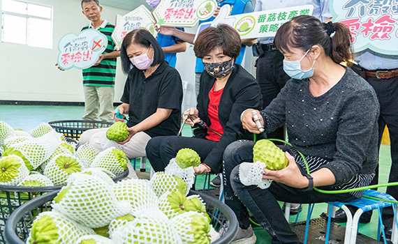 維護釋迦高品質 台東縣政府協助釋迦有害生物零檢出 