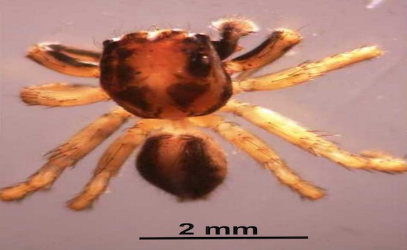 世界級的新發現　嘉義鰲鼓濕地發現臺灣特有新種蠅虎科蜘蛛 