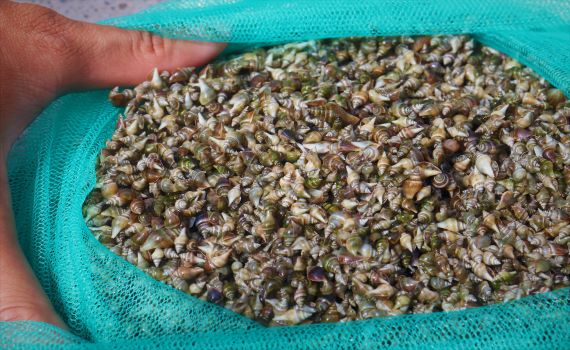 鐵線社區搶頭彩　水試所馬公內海放養25萬隻「嬌ㄚ螺」稚螺 