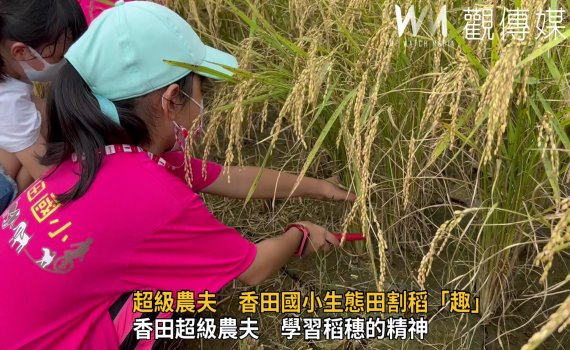 影／香田國小生態田割稻「趣」　稻田裡看「稻」台灣浮水印 