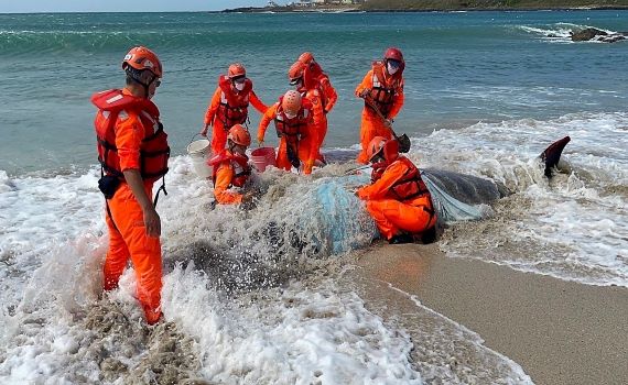 鯨豚遇難  柏氏中喙鯨擱淺澎湖風櫃沙灘死亡 