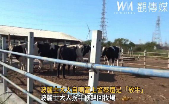 影/哞哞!逛大街!波力士化身「牛仔」尋主人