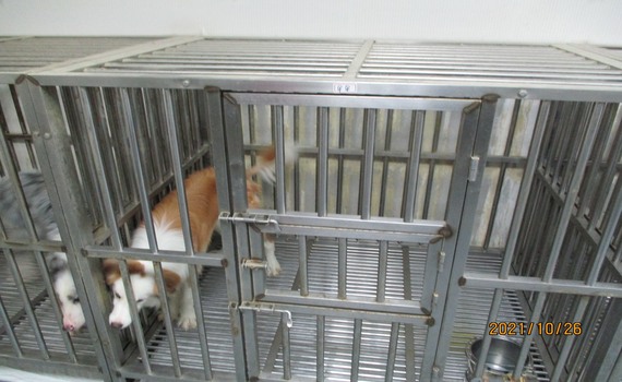 罰鍰不繳查封「嗅癌犬」 生技公司老闆「嚇到」速繳清