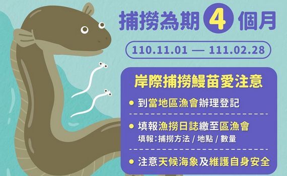 岸際捕撈鰻苗開始為期四個月 嘉義縣籲請漁民配合登記申報