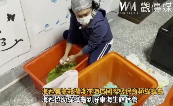 影／即時救援　海巡署搶救擱淺頂庄海域國際級保育類綠蠵龜 