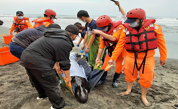 偽虎鯨蘇澳大坑罟擱淺 海巡等單位合力救援送八斗子暫置池療養