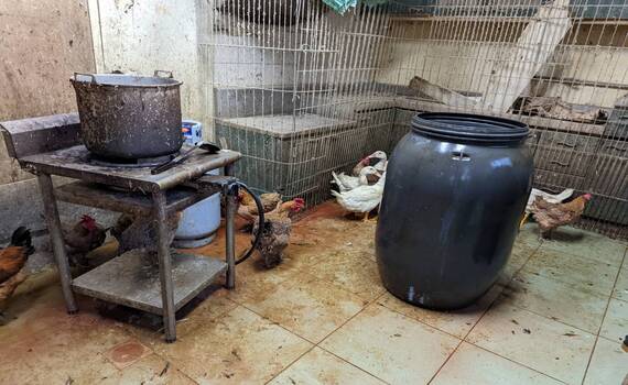 台南永康違法屠宰家禽遭查獲　屠體沒入銷毀 