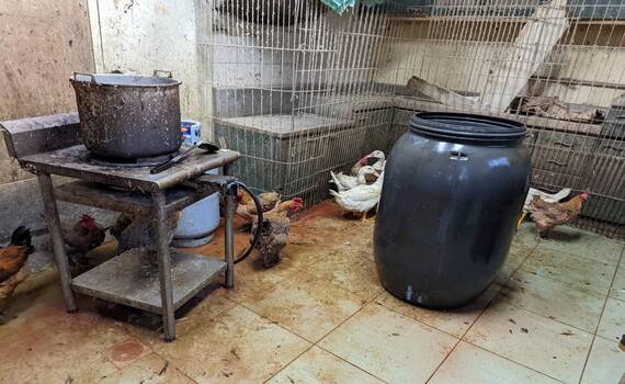 台南永康違法屠宰家禽遭查獲 屠體沒入銷毀