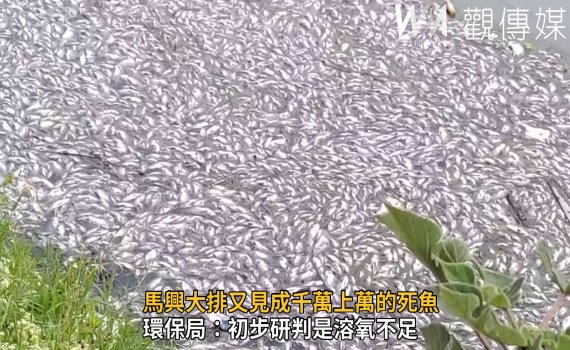 影/懷疑遭人下毒!馬興大排又見成千上萬死魚